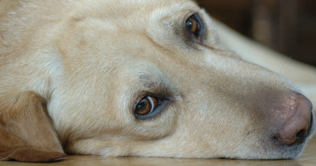 Muore il cane nel rogo: risarcito il danno da perdita dell’animale d’affezione